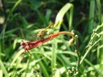 Libelle (Odonata).jpg